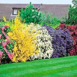 10 X Mixed Flowering Shrub Plants - Assorted Blooming Shrubs For Beautiful UK Gardens - Outdoor Plants (20-40cm)