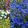 12 X Mixed Alpines - Assorted Hardy Plants For Charming UK Gardens - Outdoor Plants (10-20cm) 2 12 X Mixed Alpines - Assorted Hardy Plants For Charming UK Gardens - Outdoor Plants (10-20cm) -Leaf Shop 12 x mixed alpines assorted hardy plants for charming uk gardens outdoor plants 10 20cm 5051641550336 01c MP
