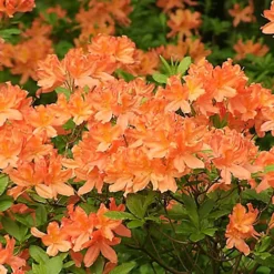 2 X Orange Azaleas - Vibrant Flowering Shrubs For Colourful UK Gardens - Outdoor Plants (20-30cm) -Leaf Shop 2 x orange azaleas vibrant flowering shrubs for colourful uk gardens outdoor plants 20 30cm 5059442043378 03c MP