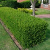 25 X Buxus Sempervirens - Evergreen Box Hedge Shrubs For Lush UK Gardens - Outdoor Plants (20-30cm) -Leaf Shop 25 x buxus sempervirens evergreen box hedge shrubs for lush uk gardens outdoor plants 20 30cm 5059442059348 01c MP