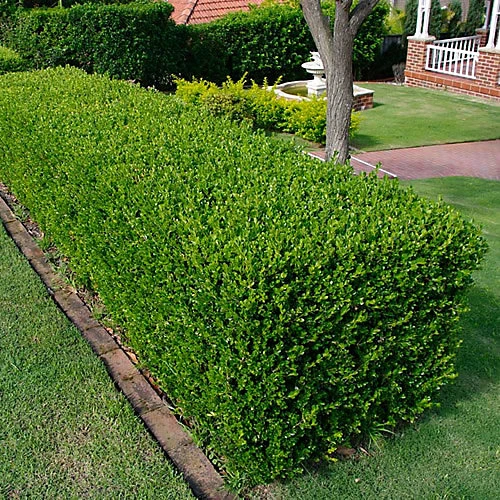 25 X Buxus Sempervirens - Evergreen Box Hedge Shrubs For Lush UK Gardens - Outdoor Plants (20-30cm) 3 25 X Buxus Sempervirens - Evergreen Box Hedge Shrubs For Lush UK Gardens - Outdoor Plants (20-30cm)