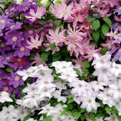 3 Mixed Clematis - Beautiful Flowering Vines For UK Gardens - Outdoor Plants (30-40cm) -Leaf Shop 3 mixed clematis beautiful flowering vines for uk gardens outdoor plants 30 40cm 5059442013838 03c MP