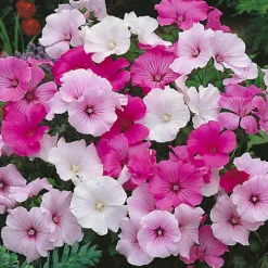 3 Mixed Lavatera - Lovely Flowering Shrubs For UK Gardens - Outdoor Plants (20-30cm) -Leaf Shop 3 mixed lavatera lovely flowering shrubs for uk gardens outdoor plants 20 30cm 5059442043064 03c MP