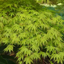 3 X Acer Mix - Assorted Japanese Maple Trees For Beautiful UK Gardens - Outdoor Plants (30-40cm) -Leaf Shop 3 x acer mix assorted japanese maple trees for beautiful uk gardens outdoor plants 30 40cm 5059442021994 03c MP