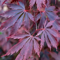3 X Acer Mix - Assorted Japanese Maple Trees For Beautiful UK Gardens - Outdoor Plants (30-40cm) -Leaf Shop 3 x acer mix assorted japanese maple trees for beautiful uk gardens outdoor plants 30 40cm 5059442021994 06c MP