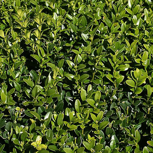 3 X Buxus Sempervirens - Evergreen Box Hedge Shrubs For Lush UK Gardens - Outdoor Plants (20-30cm) 4 3 X Buxus Sempervirens - Evergreen Box Hedge Shrubs For Lush UK Gardens - Outdoor Plants (20-30cm) - Image 2