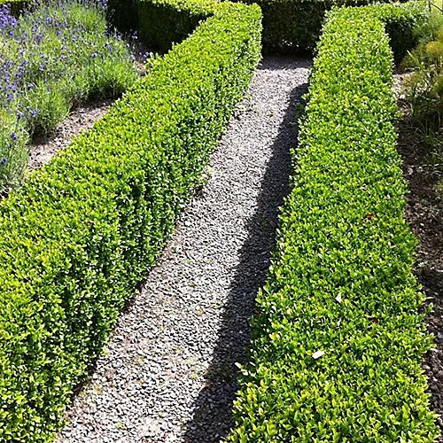 3 X Buxus Sempervirens - Evergreen Box Hedge Shrubs For Lush UK Gardens - Outdoor Plants (20-30cm) 5 3 X Buxus Sempervirens - Evergreen Box Hedge Shrubs For Lush UK Gardens - Outdoor Plants (20-30cm) - Image 3