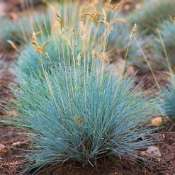 3 X Festuca Intense Blue - Striking Ornamental Grass For Vibrant UK Gardens - Outdoor Plants (10-20cm)