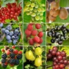 3 X Fruit Mix - Assorted Fruit-bearing Plants For Productive UK Gardens - Outdoor Plants (30-40cm) 2 3 X Fruit Mix - Assorted Fruit-bearing Plants For Productive UK Gardens - Outdoor Plants (30-40cm) -Leaf Shop 3 x fruit mix assorted fruit bearing plants for productive uk gardens outdoor plants 30 40cm 5059442028641 01c MP