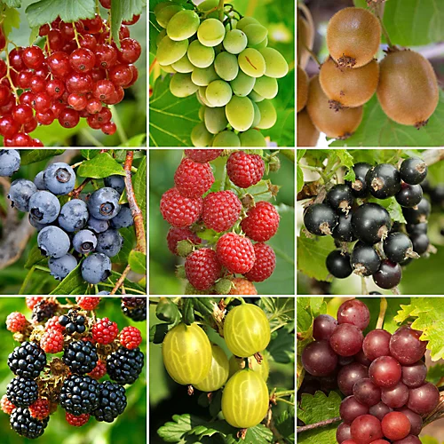 3 X Fruit Mix - Assorted Fruit-bearing Plants For Productive UK Gardens - Outdoor Plants (30-40cm) 3 3 X Fruit Mix - Assorted Fruit-bearing Plants For Productive UK Gardens - Outdoor Plants (30-40cm)