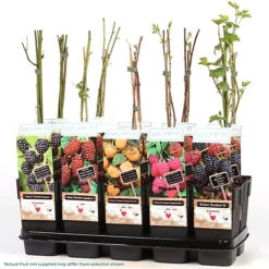 3 X Fruit Mix - Assorted Fruit-bearing Plants For Productive UK Gardens - Outdoor Plants (30-40cm) 7 3 X Fruit Mix - Assorted Fruit-bearing Plants For Productive UK Gardens - Outdoor Plants (30-40cm) -Leaf Shop 3 x fruit mix assorted fruit bearing plants for productive uk gardens outdoor plants 30 40cm 5059442028641 02c MP