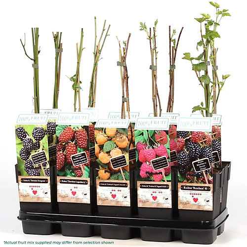 3 X Fruit Mix - Assorted Fruit-bearing Plants For Productive UK Gardens - Outdoor Plants (30-40cm) 4 3 X Fruit Mix - Assorted Fruit-bearing Plants For Productive UK Gardens - Outdoor Plants (30-40cm) - Image 2