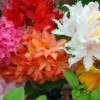 3 X Mixed Azaleas - Assorted Flowering Shrubs For Colourful UK Gardens - Outdoor Plants (20-30cm) 1 3 X Mixed Azaleas - Assorted Flowering Shrubs For Colourful UK Gardens - Outdoor Plants (20-30cm) -Leaf Shop 3 x mixed azaleas assorted flowering shrubs for colourful uk gardens outdoor plants 20 30cm 5059442028658 01c MP