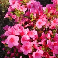 3 X Mixed Azaleas - Assorted Flowering Shrubs For Colourful UK Gardens - Outdoor Plants (20-30cm) -Leaf Shop 3 x mixed azaleas assorted flowering shrubs for colourful uk gardens outdoor plants 20 30cm 5059442028658 03c MP