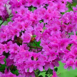 3 X Mixed Azaleas - Assorted Flowering Shrubs For Colourful UK Gardens - Outdoor Plants (20-30cm) -Leaf Shop 3 x mixed azaleas assorted flowering shrubs for colourful uk gardens outdoor plants 20 30cm 5059442028658 04c MP