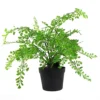 Leaf 35cm Artificial Potted Fern Plant (Southern Maidenhair Fern) -Leaf Shop 35cm artificial potted fern plant southern maidenhair fern 5060532978609 01c MP