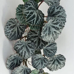 Leaf 50cm Artificia Trailing Begonia Plant Realistic -Leaf Shop 50cm artificia trailing begonia plant realistic5060950404902 04c MP