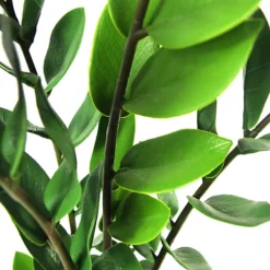 Leaf 75cm Artificial Zanzibar Green Gem Zamioculcas Succulent Indoor Plant -Leaf Shop 75cm artificial zanzibar green gem zamioculcas succulent indoor plant5060532977909 02c MP