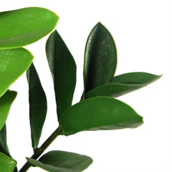 Leaf 75cm Artificial Zanzibar Green Gem Zamioculcas Succulent Indoor Plant -Leaf Shop 75cm artificial zanzibar green gem zamioculcas succulent indoor plant5060532977909 03c MP