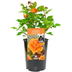Absent Friend Orange Rose - Outdoor Plant, Ideal For Gardens, Compact Size