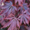 Acer Black Lace - Deeply Cut Purple Foliage, Outdoor Plant, Ideal For Gardens, Compact Size (50-70cm) -Leaf Shop acer black lace deeply cut purple foliage outdoor plant ideal for gardens compact size 50 70cm 5059442046997 01c MP
