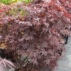 Acer Black Lace - Deeply Cut Purple Foliage, Outdoor Plant, Ideal For Gardens, Compact Size (50-70cm) -Leaf Shop acer black lace deeply cut purple foliage outdoor plant ideal for gardens compact size 50 70cm 5059442046997 04c MP