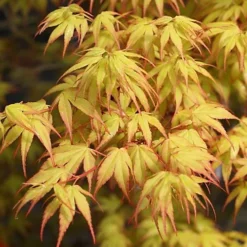 Acer Katsura - Beautiful Japanese Maple Tree For Breathtaking UK Gardens - Outdoor Plant (30-40cm) -Leaf Shop acer katsura beautiful japanese maple tree for breathtaking uk gardens outdoor plant 30 40cm 5051641450612 03c MP