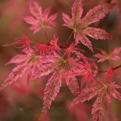 Acer Phoenix - Vibrant Red Foliage, Outdoor Plant, Ideal For Gardens, Compact Size (50-70cm) -Leaf Shop acer phoenix vibrant red foliage outdoor plant ideal for gardens compact size 50 70cm 5059442008124 03c MP