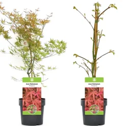 Acer Phoenix - Vibrant Red Foliage, Outdoor Plant, Ideal For Gardens, Compact Size (50-70cm) -Leaf Shop acer phoenix vibrant red foliage outdoor plant ideal for gardens compact size 50 70cm 5059442008124 04c MP