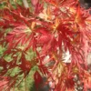 Acer Seiryu - Graceful Japanese Maple Tree For Serene UK Gardens - Outdoor Plant (30-40cm) -Leaf Shop acer seiryu graceful japanese maple tree for serene uk gardens outdoor plant 30 40cm 5051641527116 01c MP