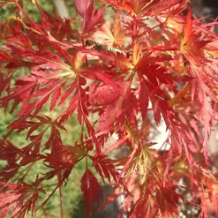 Acer Seiryu - Graceful Japanese Maple Tree For Serene UK Gardens - Outdoor Plant (30-40cm)