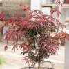 Acer Starfish - Japanese Maple, Outdoor Plant, Ideal For Gardens, Compact Size (80-100cm)