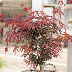 Acer Starfish - Japanese Maple, Outdoor Plant, Ideal For Gardens, Compact Size (80-100cm)