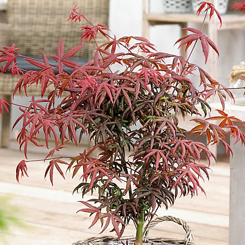 Acer Starfish - Japanese Maple, Outdoor Plant, Ideal For Gardens, Compact Size (80-100cm) 3 Acer Starfish - Japanese Maple, Outdoor Plant, Ideal For Gardens, Compact Size (80-100cm)