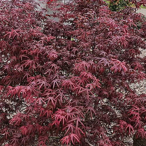 Acer Starfish - Japanese Maple, Outdoor Plant, Ideal For Gardens, Compact Size (80-100cm) 4 Acer Starfish - Japanese Maple, Outdoor Plant, Ideal For Gardens, Compact Size (80-100cm) - Image 2