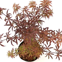 Acer Starfish - Japanese Maple, Outdoor Plant, Ideal For Gardens, Compact Size (80-100cm) 8 Acer Starfish - Japanese Maple, Outdoor Plant, Ideal For Gardens, Compact Size (80-100cm) -Leaf Shop acer starfish japanese maple outdoor plant ideal for gardens compact size 80 100cm 5059442043163 03c MP