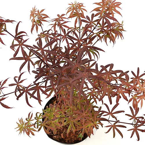 Acer Starfish - Japanese Maple, Outdoor Plant, Ideal For Gardens, Compact Size (80-100cm) 5 Acer Starfish - Japanese Maple, Outdoor Plant, Ideal For Gardens, Compact Size (80-100cm) - Image 3
