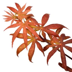 Acer Starfish - Japanese Maple, Outdoor Plant, Ideal For Gardens, Compact Size (80-100cm) 9 Acer Starfish - Japanese Maple, Outdoor Plant, Ideal For Gardens, Compact Size (80-100cm) -Leaf Shop acer starfish japanese maple outdoor plant ideal for gardens compact size 80 100cm 5059442043163 04c MP