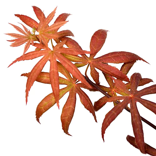 Acer Starfish - Japanese Maple, Outdoor Plant, Ideal For Gardens, Compact Size (80-100cm) 6 Acer Starfish - Japanese Maple, Outdoor Plant, Ideal For Gardens, Compact Size (80-100cm) - Image 4