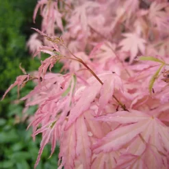 Acer Taylor - Japanese Maple, Outdoor Plant, Ideal For Gardens, Compact Size (50-70cm) 9 Acer Taylor - Japanese Maple, Outdoor Plant, Ideal For Gardens, Compact Size (50-70cm) -Leaf Shop acer taylor japanese maple outdoor plant ideal for gardens compact size 50 70cm 5059442046485 04c MP