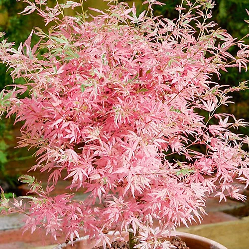 Acer Taylor - Japanese Maple, Outdoor Plant, Ideal For Gardens, Compact Size (80-100cm) 3 Acer Taylor - Japanese Maple, Outdoor Plant, Ideal For Gardens, Compact Size (80-100cm)