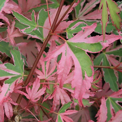 Acer Taylor - Japanese Maple, Outdoor Plant, Ideal For Gardens, Compact Size (80-100cm) 4 Acer Taylor - Japanese Maple, Outdoor Plant, Ideal For Gardens, Compact Size (80-100cm) - Image 2