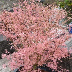 Acer Taylor - Japanese Maple, Outdoor Plant, Ideal For Gardens, Compact Size (80-100cm) 8 Acer Taylor - Japanese Maple, Outdoor Plant, Ideal For Gardens, Compact Size (80-100cm) -Leaf Shop acer taylor japanese maple outdoor plant ideal for gardens compact size 80 100cm 5059442046492 03c MP
