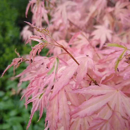 Acer Taylor - Japanese Maple, Outdoor Plant, Ideal For Gardens, Compact Size (80-100cm) 6 Acer Taylor - Japanese Maple, Outdoor Plant, Ideal For Gardens, Compact Size (80-100cm) - Image 4