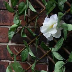 Apollo Apple Leaf Willow Trellis Panel (W)200cm X (H)100cm 8 Apollo Apple Leaf Willow Trellis Panel (W)200cm X (H)100cm -Leaf Shop apollo apple leaf willow trellis panel w 200cm x h 100cm5037653779279 02i bq