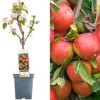 Apple Braeburn Patio Tree - Flavorful Fruit-Bearing Tree For UK Patio Gardens - Outdoor Plant (2-3ft) -Leaf Shop apple braeburn patio tree flavorful fruit bearing tree for uk patio gardens outdoor plant 2 3ft 5059442031894 01c MP