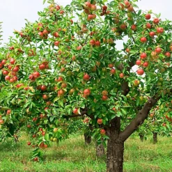 Apple Braeburn Patio Tree - Flavorful Fruit-Bearing Tree For UK Patio Gardens - Outdoor Plant (2-3ft) -Leaf Shop apple braeburn patio tree flavorful fruit bearing tree for uk patio gardens outdoor plant 2 3ft 5059442031894 03c MP