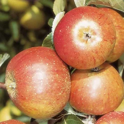 Apple Cox's Orange Patio Tree - Flavorful Fruit-Bearing Tree For UK Patio Gardens - Outdoor Plant (2-3ft) -Leaf Shop apple cox s orange patio tree flavorful fruit bearing tree for uk patio gardens outdoor plant 2 3ft 5059442014590 03c MP