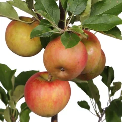 Apple Elstar Patio Tree - Flavourful Fruit-Bearing Tree For UK Patio Gardens - Outdoor Plant (2-3ft) -Leaf Shop apple elstar patio tree flavourful fruit bearing tree for uk patio gardens outdoor plant 2 3ft 5059442009602 03c MP