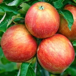 Apple Jonagold Patio Tree - Crisp Fruit-Bearing Tree For UK Patio Gardens - Outdoor Plant (2-3ft) -Leaf Shop apple jonagold patio tree crisp fruit bearing tree for uk patio gardens outdoor plant 2 3ft 5059442009596 03c MP